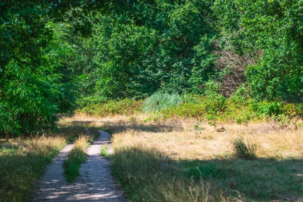 Pfad im holländischen Wald im Sommer — Stockfoto