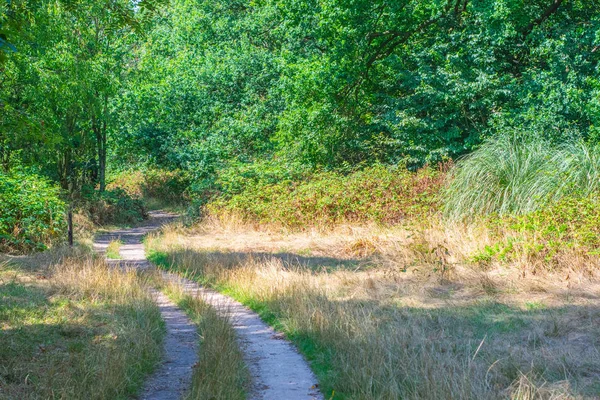 Caminho na floresta holandesa durante o verão — Fotografia de Stock