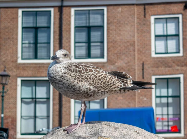Bir martı bir direğin üzerinde duruyor.