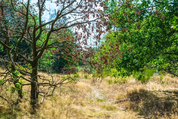 Hollanda Ormanı'nda Bir Yol