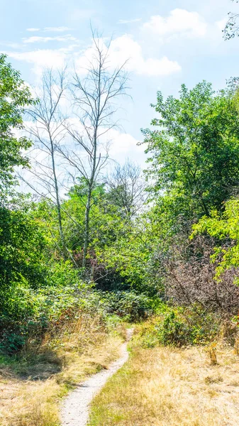 Hollanda Ormanı'nda Bir Yol