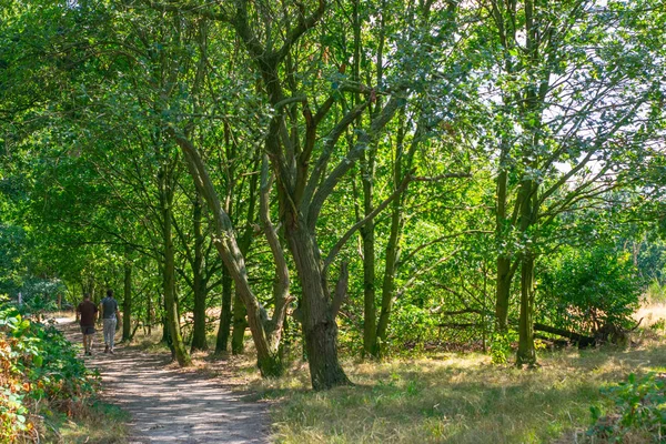 Promenade dans la forêt néerlandaise Gueldre — Photo