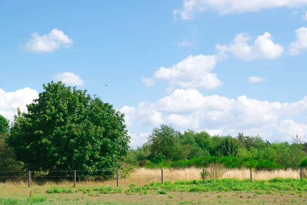 オランダの風景の中で歌う木 — ストック写真