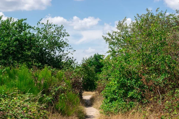 Hollanda Ormanı'nda Bir Yol