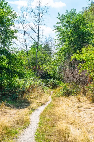 Ein Pfad im holländischen Wald — Stockfoto