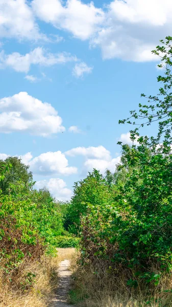 Hollanda Ormanı'nda Bir Yol