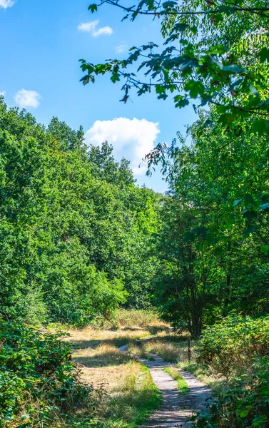 Yaz aylarında Hollanda Ormanı'nda Yol