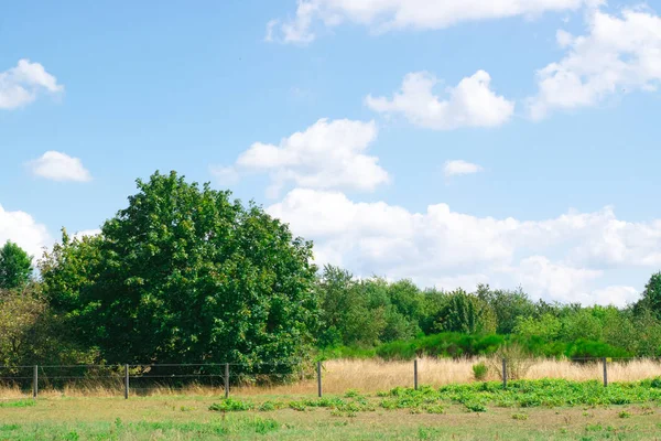Hollanda manzara Singe ağacı