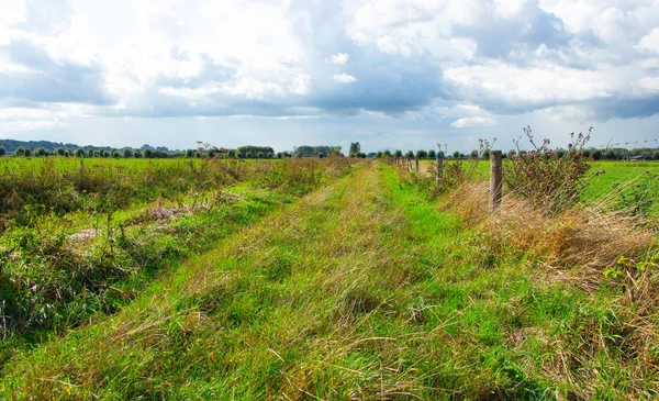 Väg mellan nederländskt landskap — Stockfoto