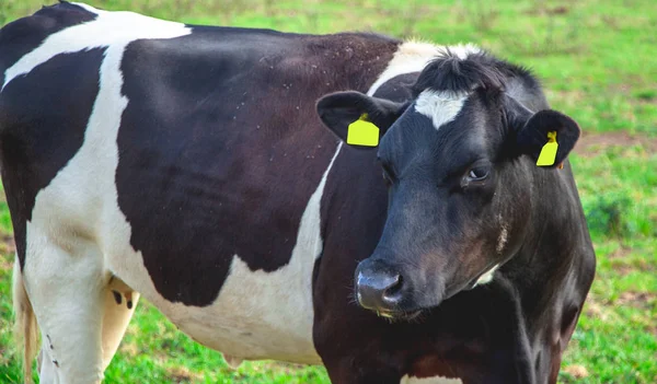 Primer plano de una vaca holandesa —  Fotos de Stock