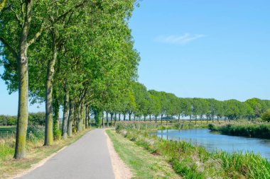Ağaç sırası ile Polder Road 