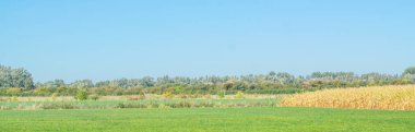 Geleneksel Hollanda polder manzara