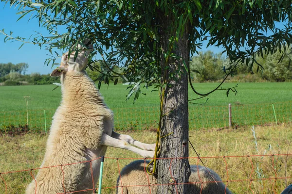 sheep climbs tree to eat leaves