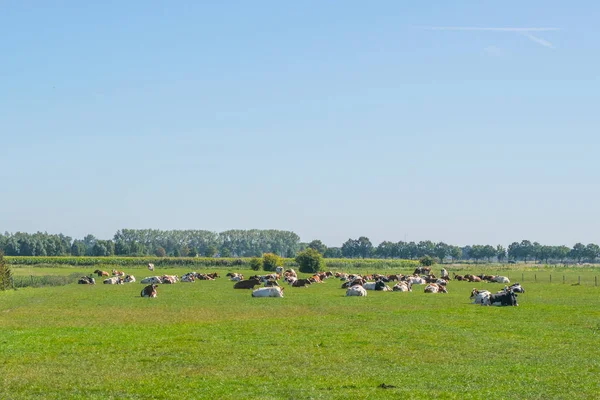 Nederlands zomers polderlandschap — Stockfoto