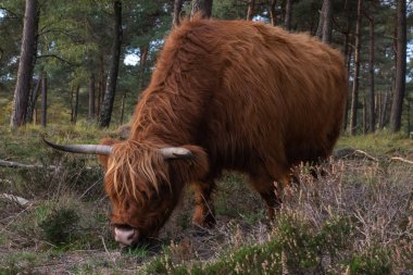 Mookerheide 'deki İskoç dağlı.