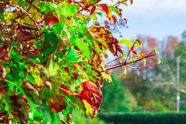 Renk değiştiren sonbahar yaprakları
