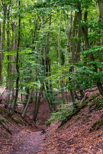 Vieille tranchée dans la forêt en Gueldre — Photo