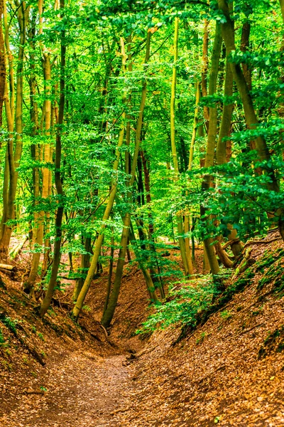 Vieille tranchée dans la forêt en Gueldre — Photo