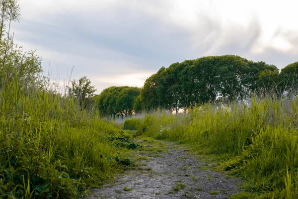 オランダ ゲルダーラント州のOoijpolderのオランダの牧草地の風景の中の道 — ストック写真
