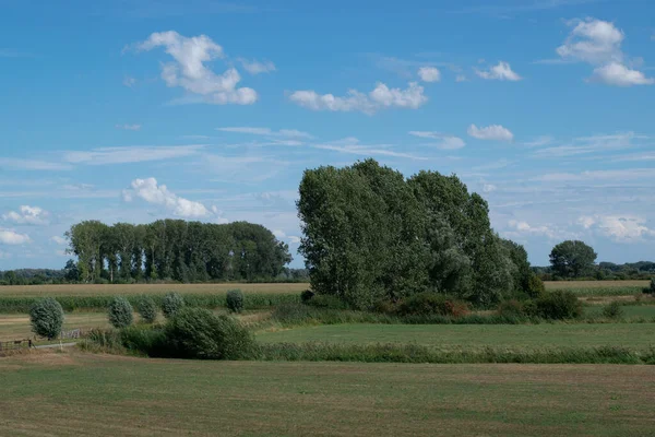 オランダのゲルダーラント州のOoijpolderのオランダのポルダーの風景に立っている木 オランダ — ストック写真