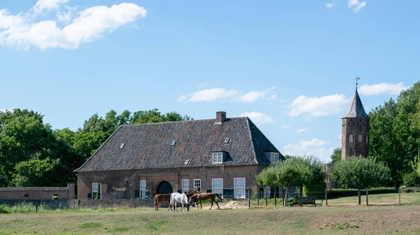 Группа Лошадей Ест Траву Голландском Лугу Перед Голландской Традиционной Деревней — стоковое фото