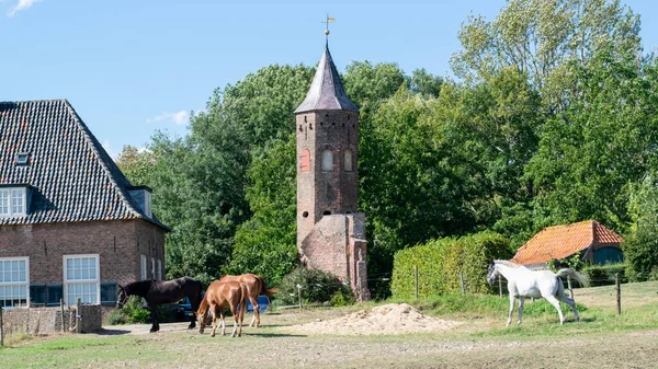 荷兰Gelderland的Ooij村 一群在荷兰传统村庄前面的草地上吃草的马 — 图库照片