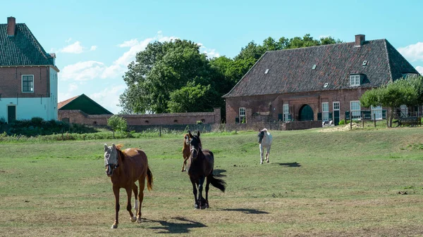 Grupa Koni Jedzących Trawę Holenderskiej Łące Przed Holenderską Tradycyjną Wioską — Zdjęcie stockowe