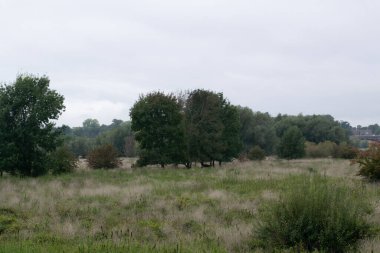 Hollanda 'nın Gelderland, Hollanda' daki 'Ooyse Şebekesi' üzerinde duran ağaçlar, tipik Hollanda doğa manzarası