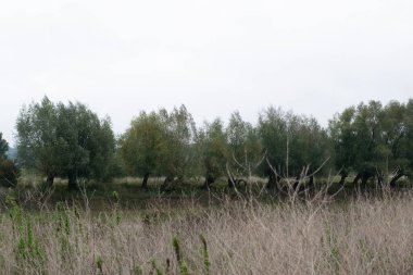 Hollanda 'nın Gelderland, Hollanda' daki 'Ooyse Şebekesi' üzerinde duran ağaçlar, tipik Hollanda doğa manzarası
