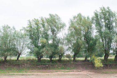 Hollanda 'nın Gelderland, Hollanda' daki 'Ooyse Şebekesi' üzerinde duran ağaçlar, tipik Hollanda doğa manzarası