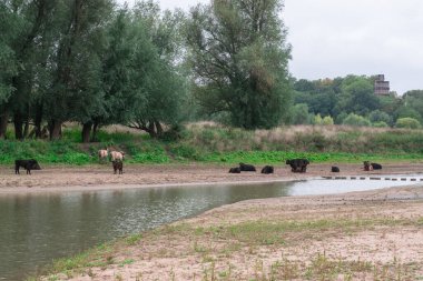 Hollanda 'nın Gelderland kenti Ooijpolder yakınlarındaki Ooyse Şebekesi' nde Hollandalı bir polder manzarasının sahilinde duran boğalar, inekler ve atlar. Tipik Hollanda Doğa Manzarası