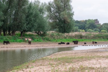 Hollanda 'nın Gelderland kenti Ooijpolder yakınlarındaki Ooyse Şebekesi' nde Hollandalı bir polder manzarasının sahilinde duran boğalar, inekler ve atlar. Tipik Hollanda Doğa Manzarası