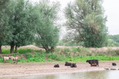 Hollanda 'nın Gelderland kenti Ooijpolder yakınlarındaki Ooyse Şebekesi' nde Hollandalı bir polder manzarasının sahilinde duran boğalar, inekler ve atlar. Tipik Hollanda Doğa Manzarası