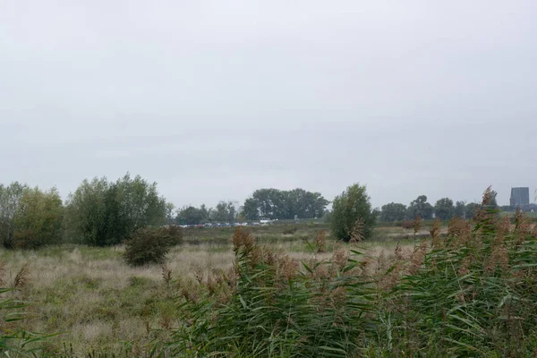 Bäume Stehen Auf Einer Holländischen Polderlandschaft Ooyse Schependom Gelderland Niederlande — Stockfoto