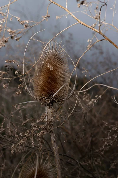 Suché Trnité Stonky Semenné Hlavy Obyčejných Čajových Lžiček Dipsacus Fullonum — Stock fotografie