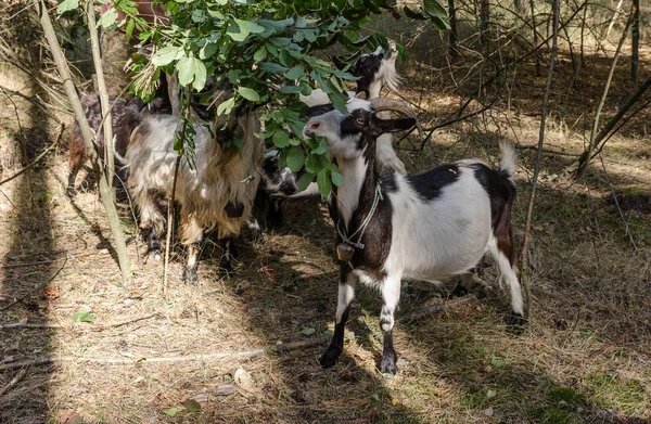 Kozy jedzą liście i trawę w lesie — Zdjęcie stockowe