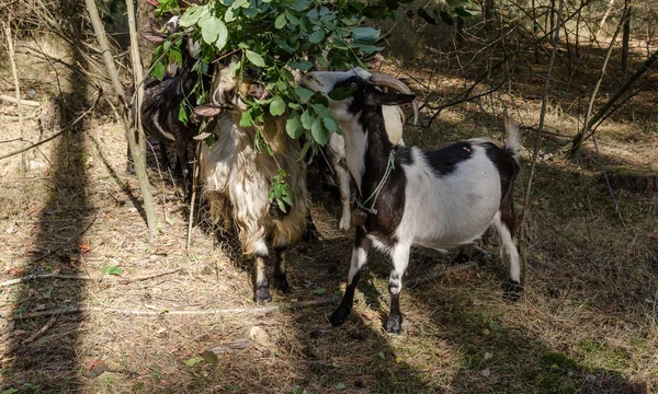 Κατσίκες τρώνε φύλλα και γρασίδι στο δάσος — Φωτογραφία Αρχείου