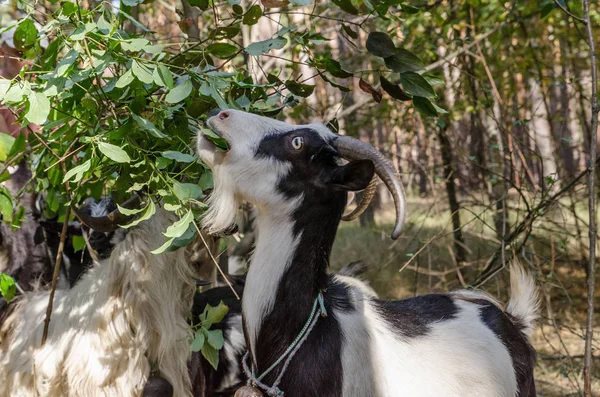 Cabras comen hojas y hierba en el bosque — Foto de Stock