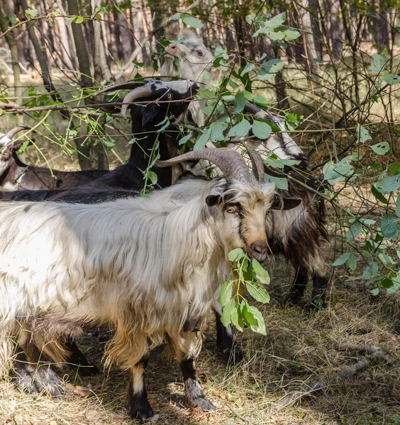 Kozy jedí listí a trávu v lese — Stock fotografie