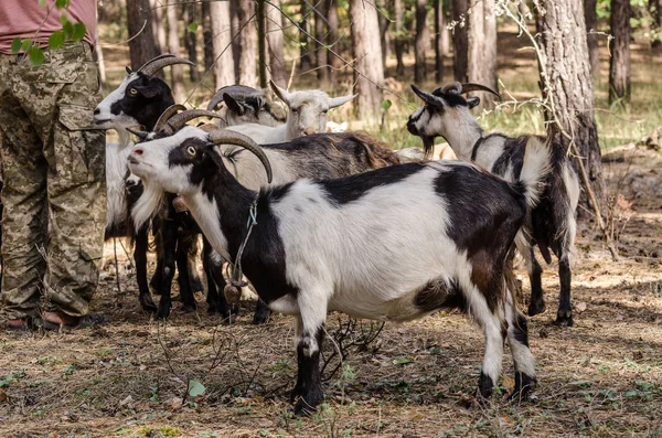Kozy jedí listí a trávu v lese — Stock fotografie