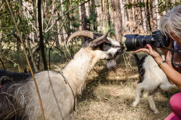 Dívčí fotograf si vyfotografuje kozu v lese — Stock fotografie