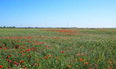 Fas enginliğinde haşhaş ile inanılmaz alanlar