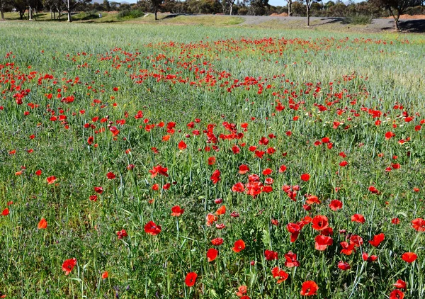 Fas enginliğinde haşhaş ile inanılmaz alanlar