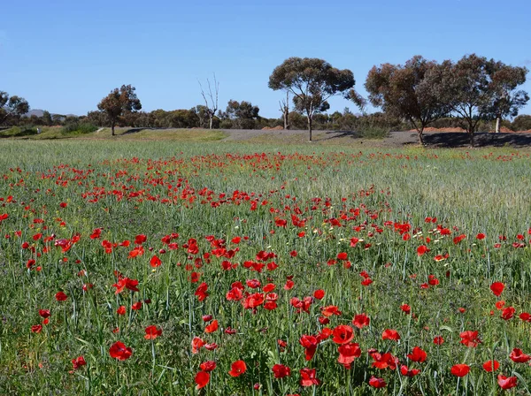 Luar biasa bidang dengan poppies di luasnya Maroko Stok Gambar Bebas Royalti