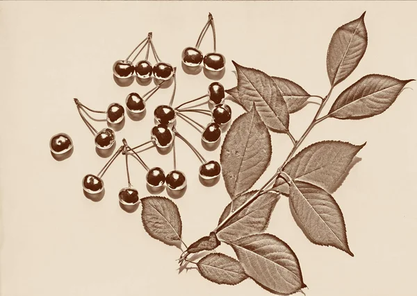 Sweet cherries on a light background in sepia technique, top view, place for text, horizontal — Stock Photo, Image