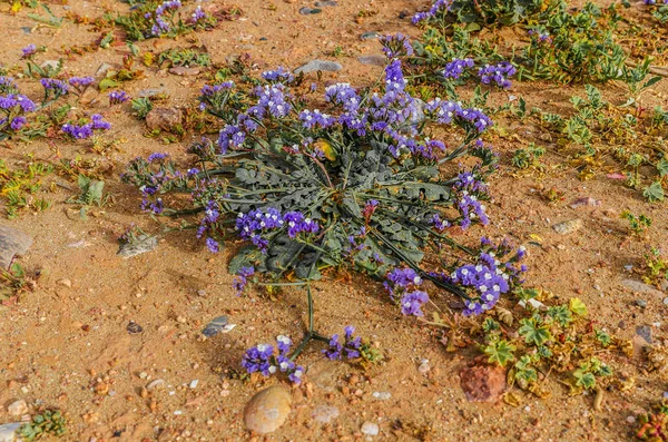 Fleurs violettes sur la côte de l'océan Atlantique Afrique du Maroc — Photo