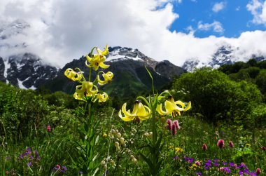 Gürcistan, Kafkasya, Shkhara Dağı Vadisi, sarı yabani Lily