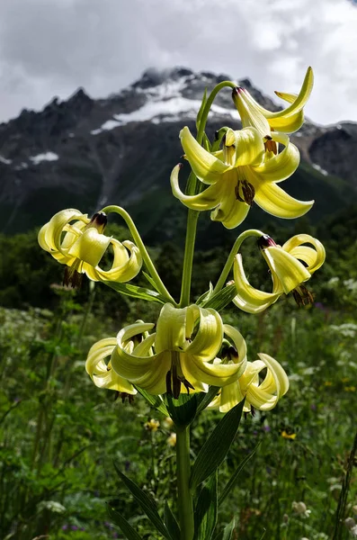 Geórgia, Cáucaso, Vale do Monte Shkhara, Lírio selvagem amarelo — Fotografia de Stock