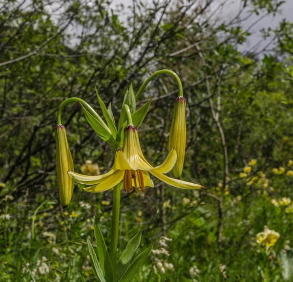 Georgia, Caucaso, Valle del Monte Shkhara, Giglio selvatico giallo — Foto Stock