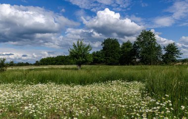 Yaz ışığında inanılmaz güzel bulutlarla dolu güzel bir papatya tarlası.
